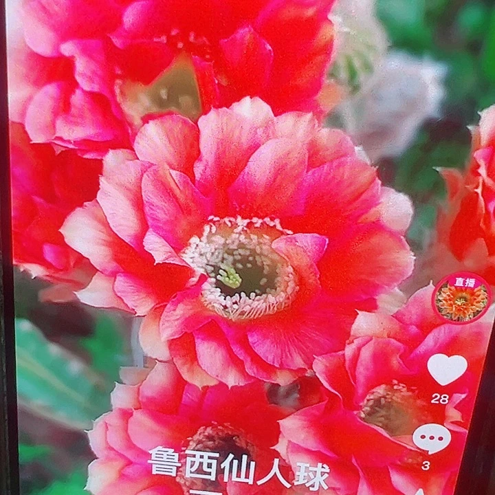 丽花 38侧芽 厘米 满20包邮