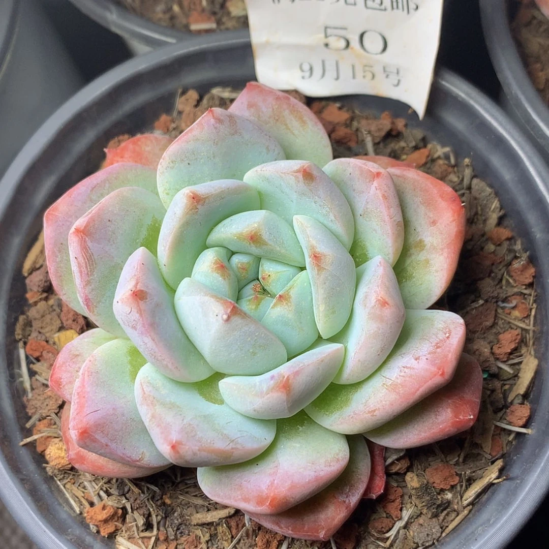 【闪购商品】云50号