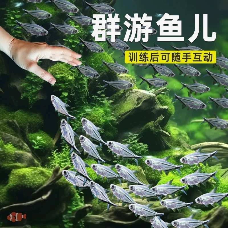 黑尾大勾群游鱼草缸小型活体热带观赏鱼淡水扯旗灯科鱼渔场直销