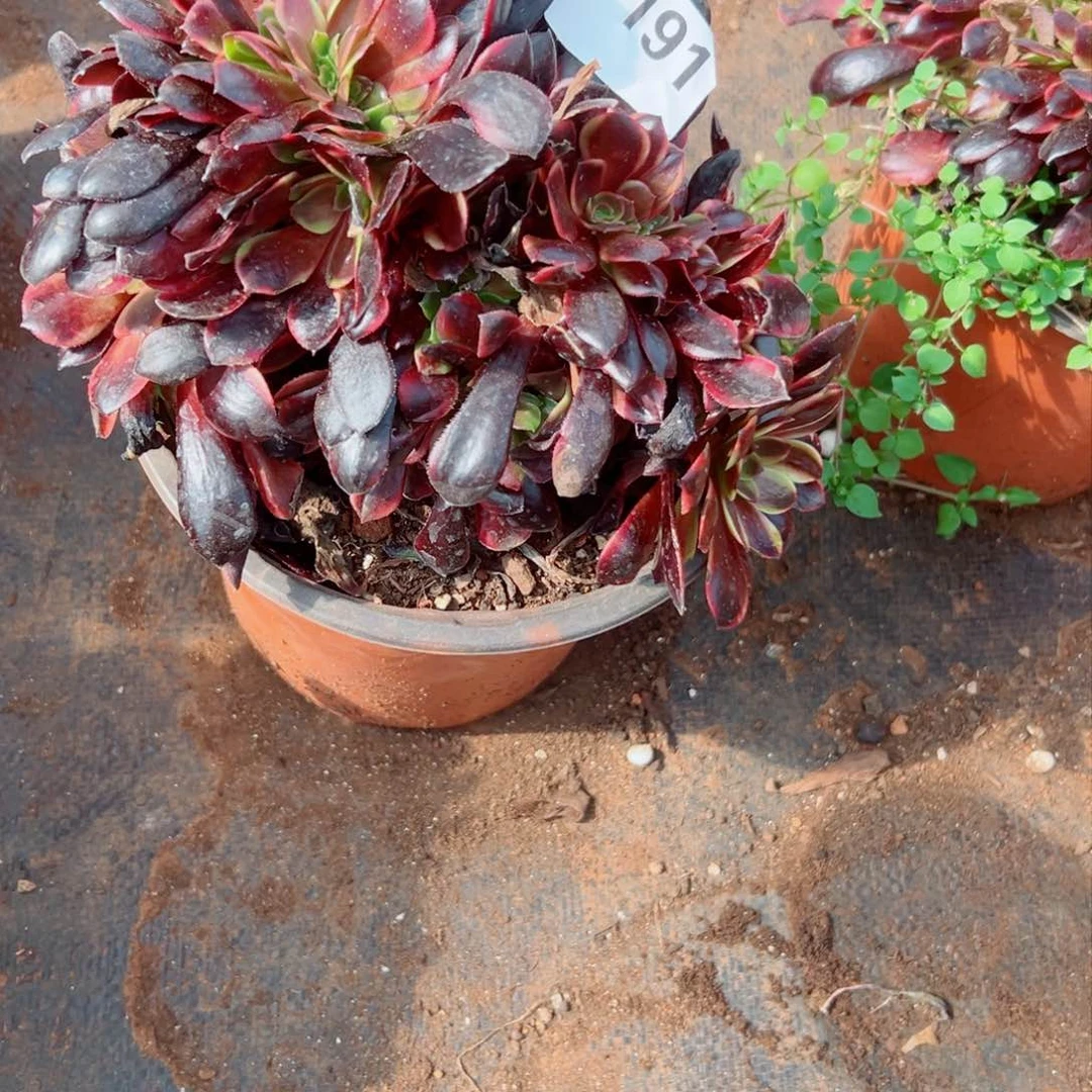 我1191 号多肉法师新年特价