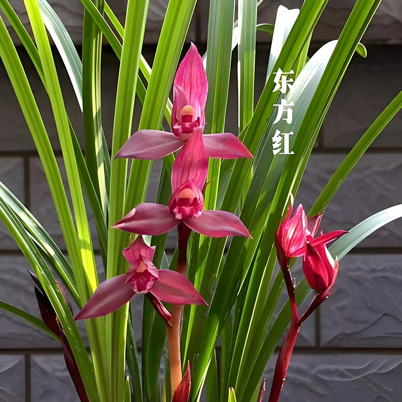 春剑名品【东方红】当年开花壮苗浓香好养室内阳台国兰花卉