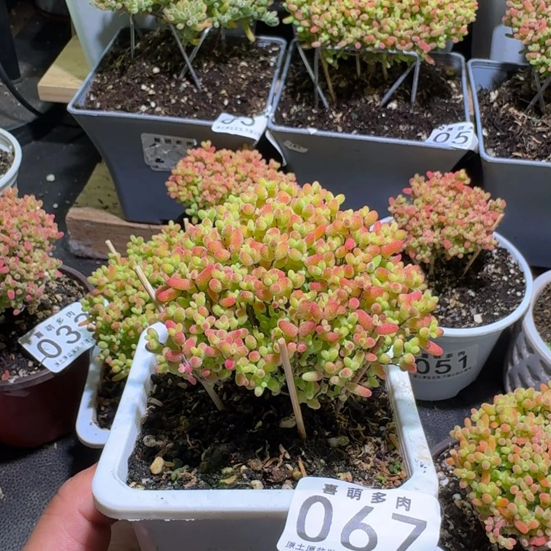 M***枝干番杏蜜橘糖球067