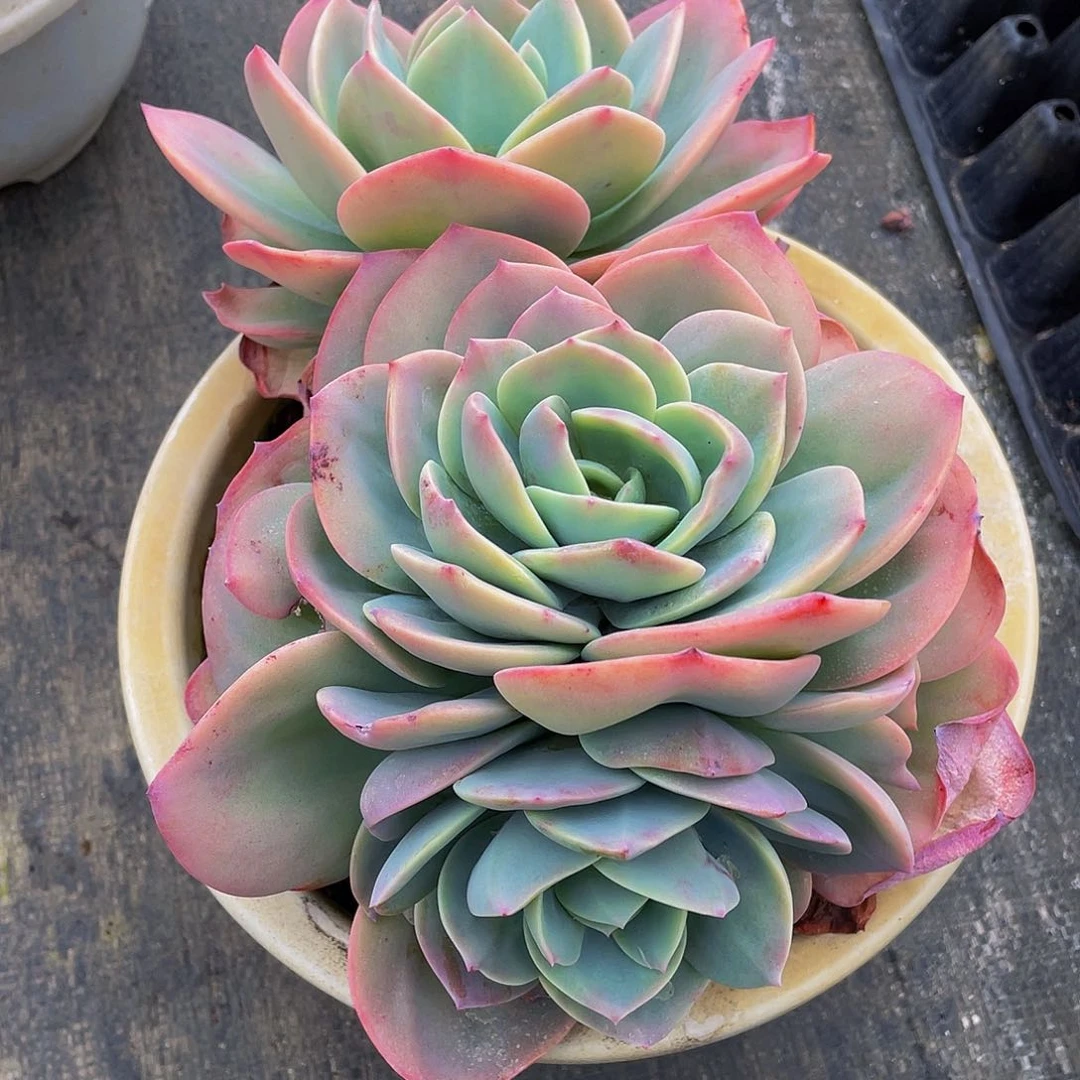 随*血凤多肉植物群