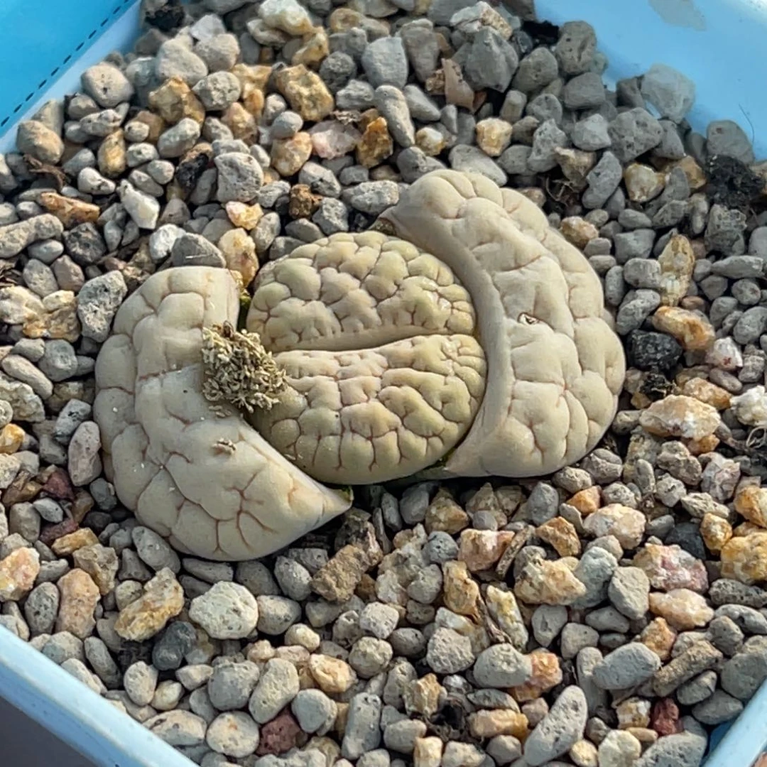 9040凹凸脑纹189一颗