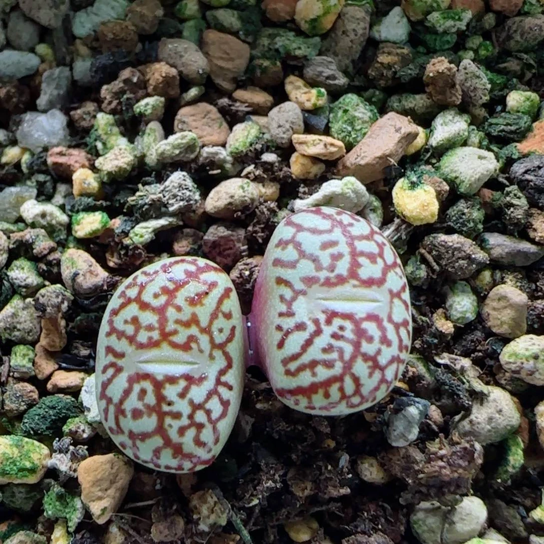 小****员2-8日本唐草墨脱土