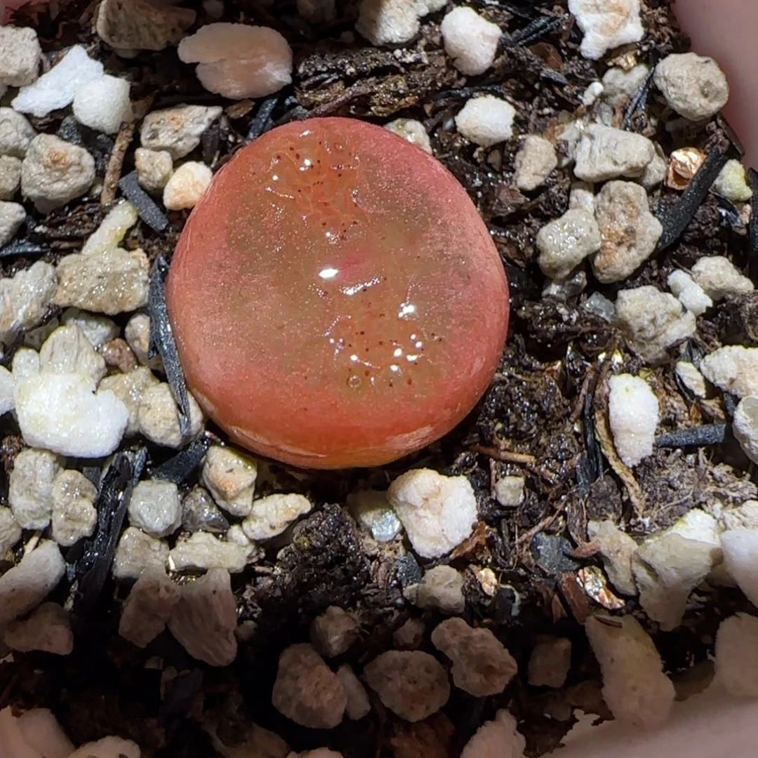 肉锥多肉植物百科-水蜜桃925