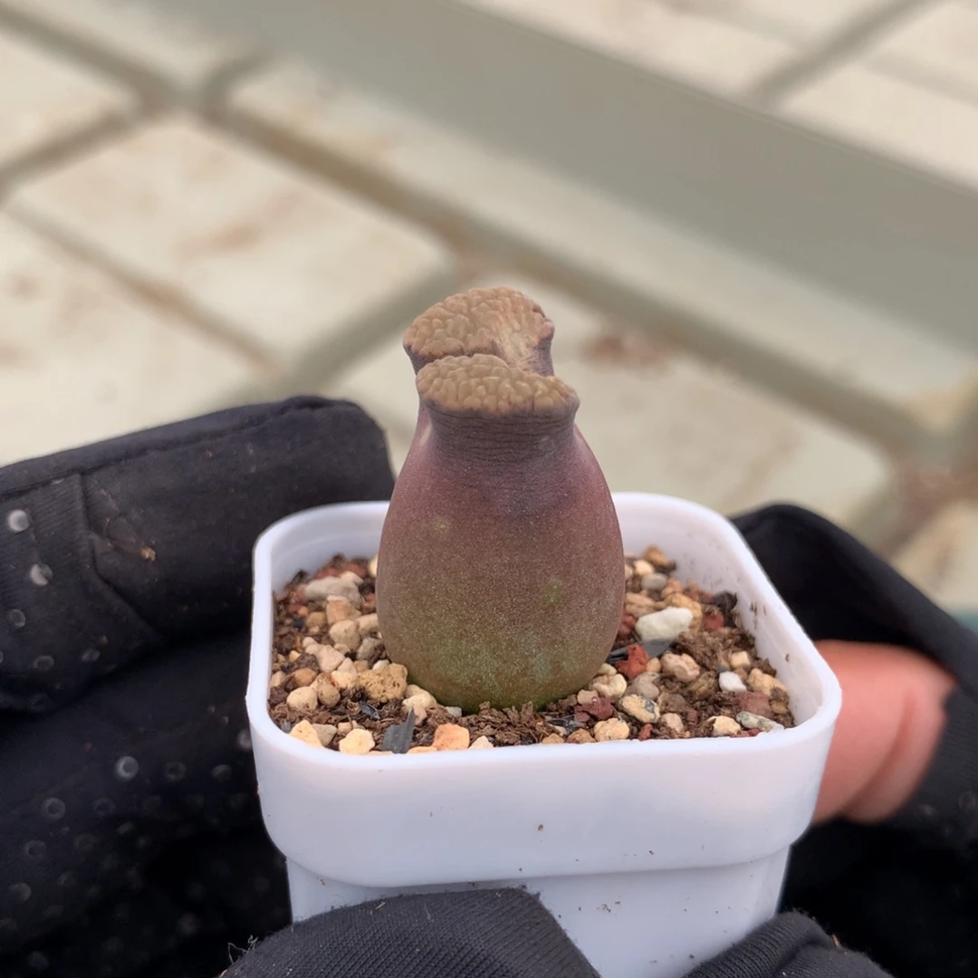 a323恩东磁铁风铃