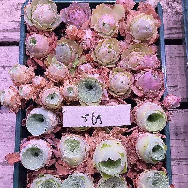 山地玫瑰565号，一物一拍24颗2.8cm左右