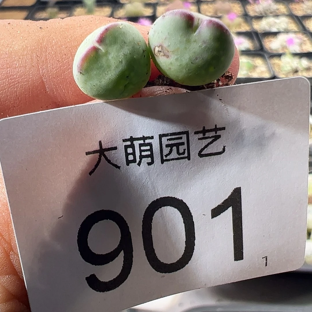 一物一拍正版白花大枪。   有疤福利901