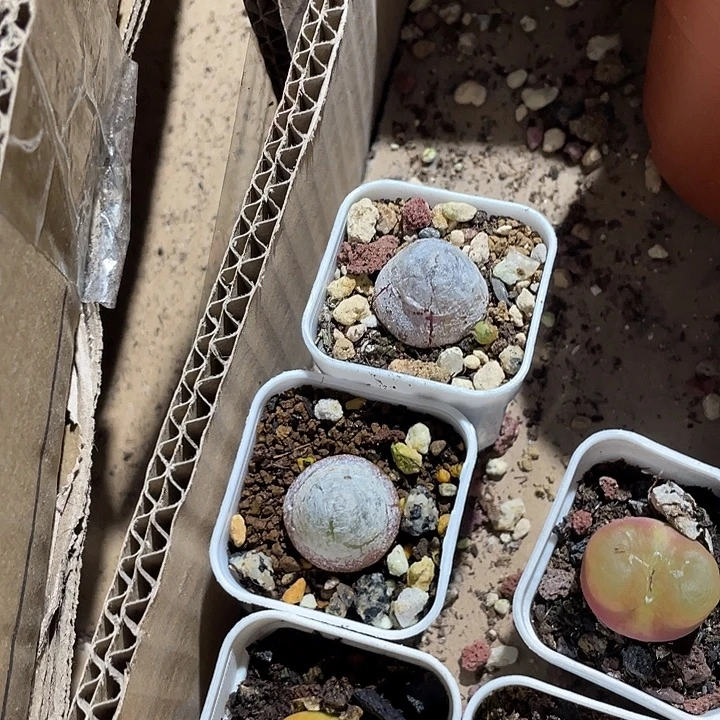 灯泡9.9到盆土发货