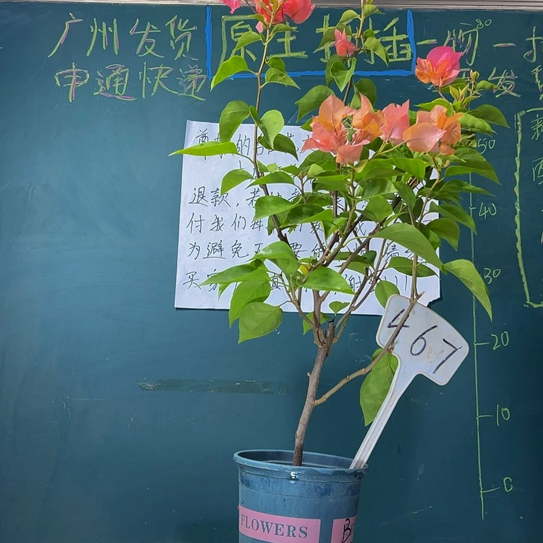 当前无花栽培后可以开花  波伊斯玫瑰  467