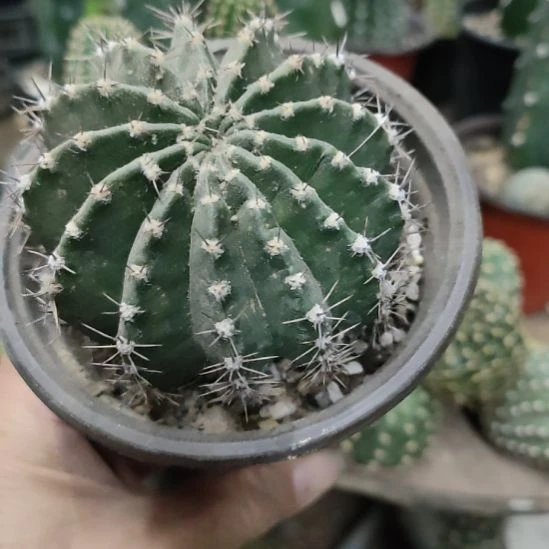 仙人球彩草红袖带根带盆