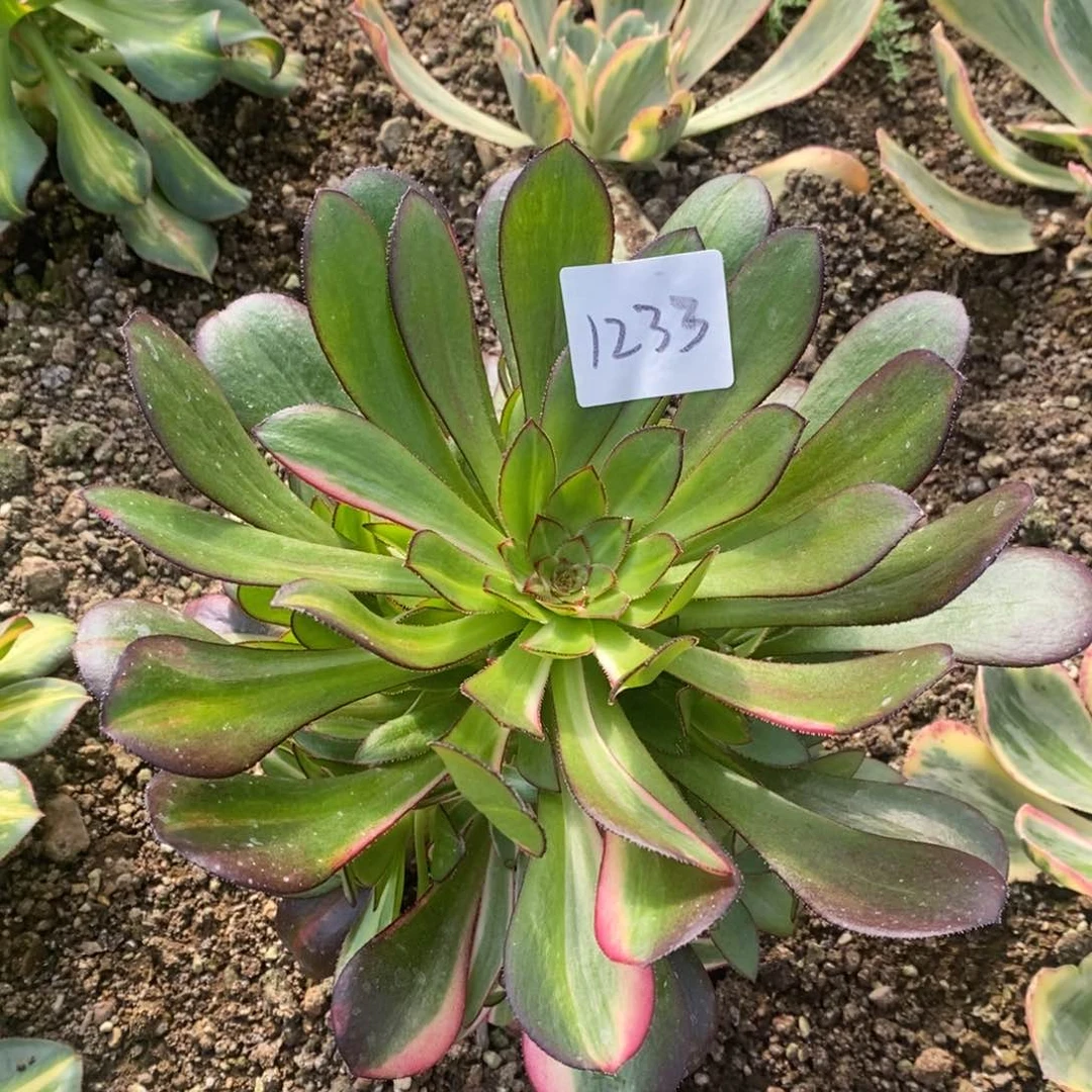 1233花蝴蝶多肉植物