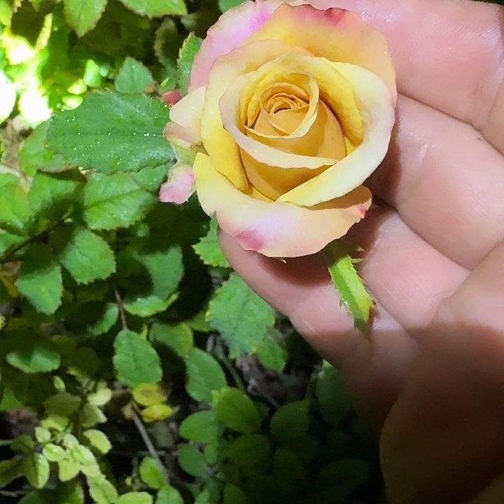 无花朵咖啡的梦小苗