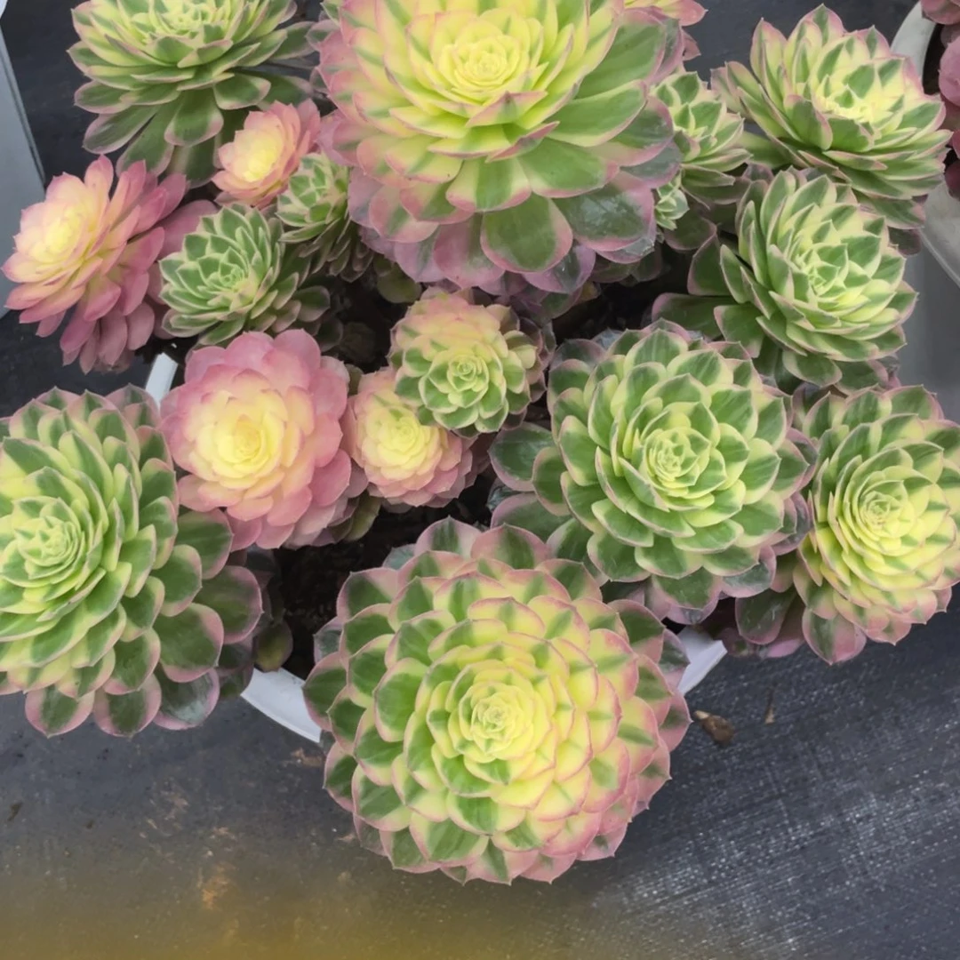 云***梦海王捧花完美手捧