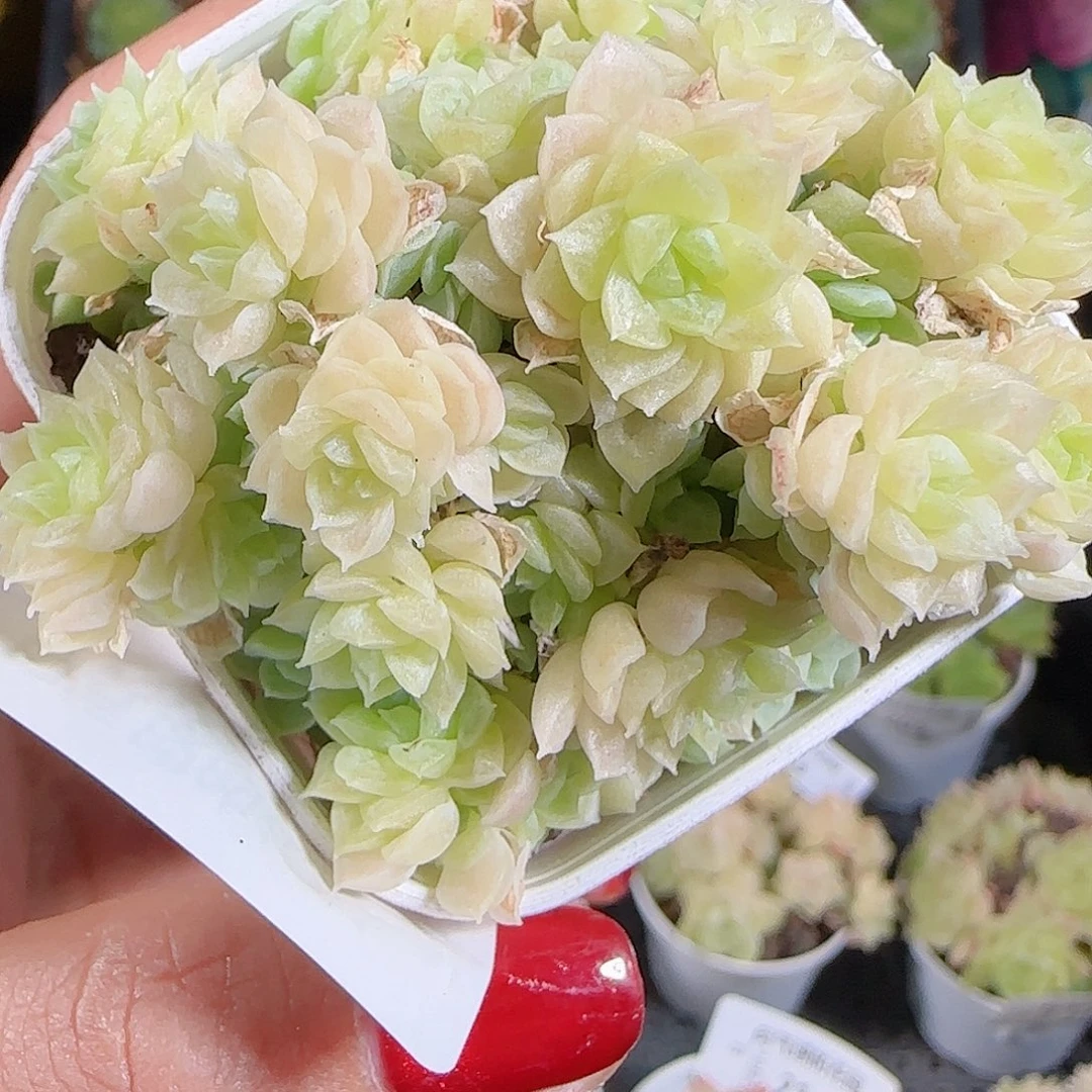 1026-221麦秆优选不包整