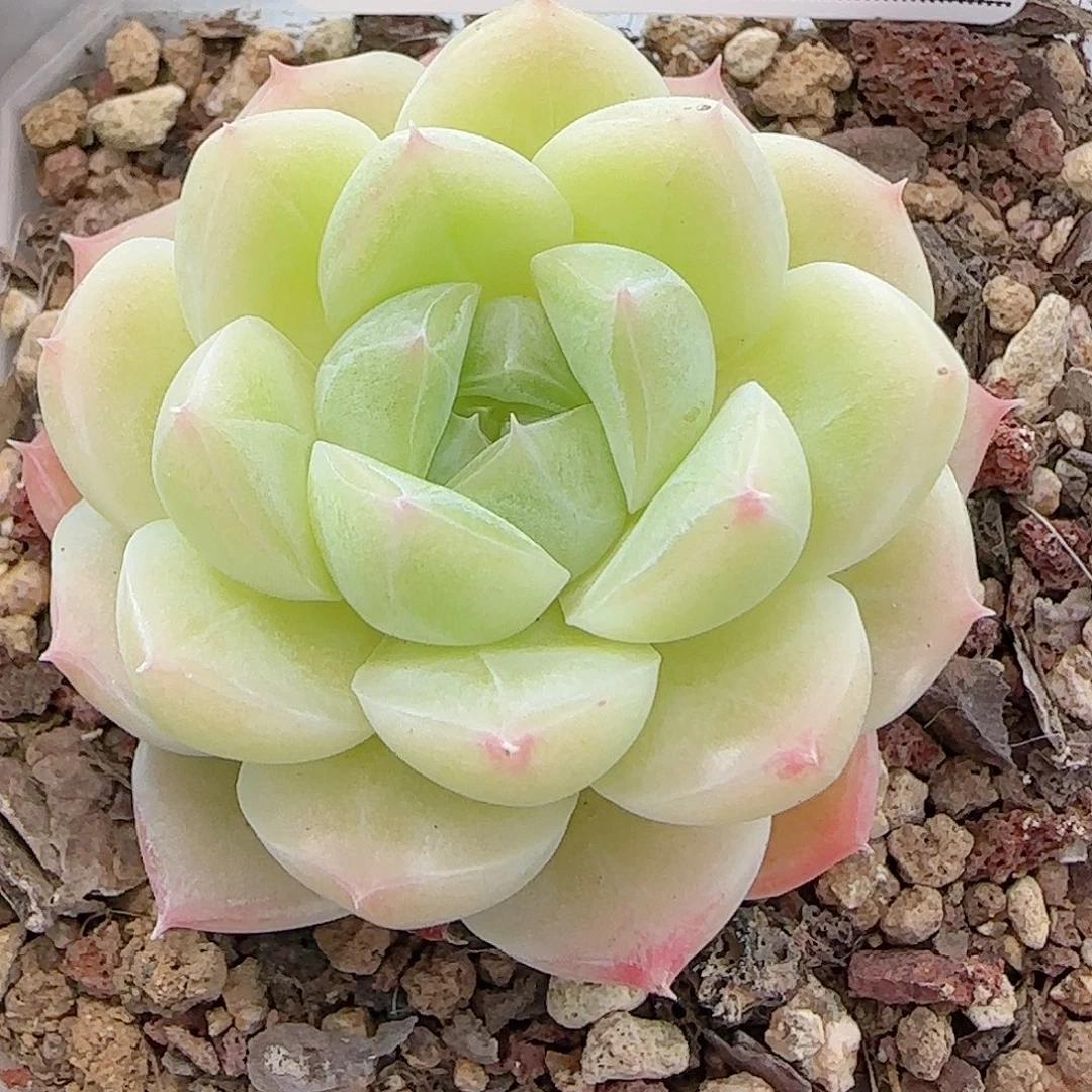 多肉0915--228白桃汽水