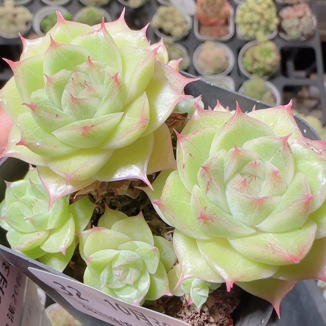 花语逸镜1030-32散