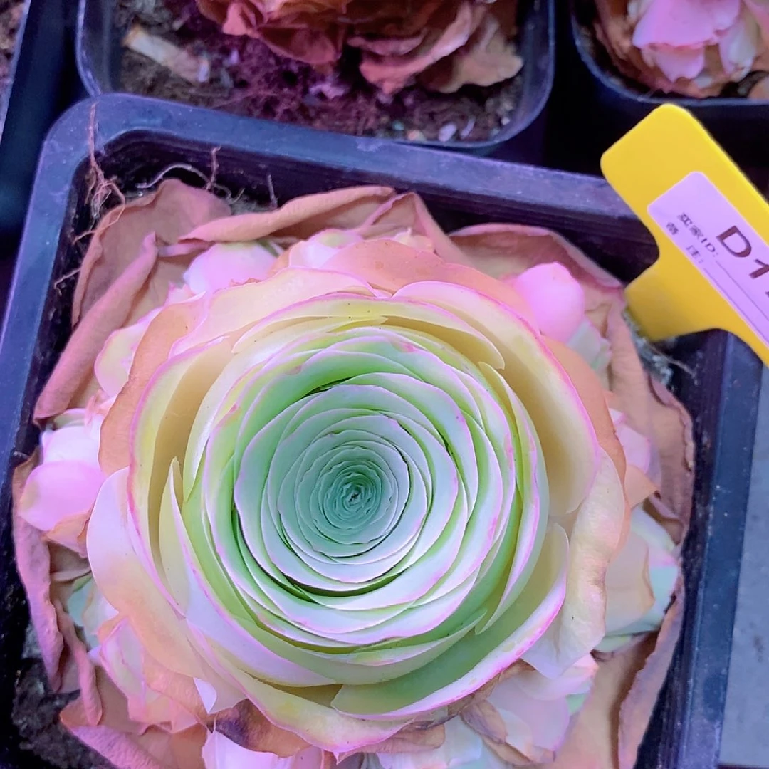 勿忘我一物一拍175jjjj