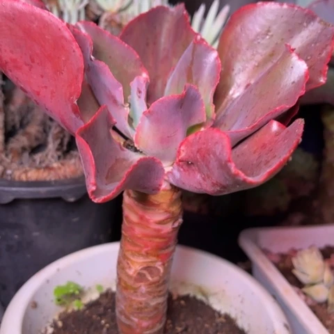 天**山多肉植物的植物