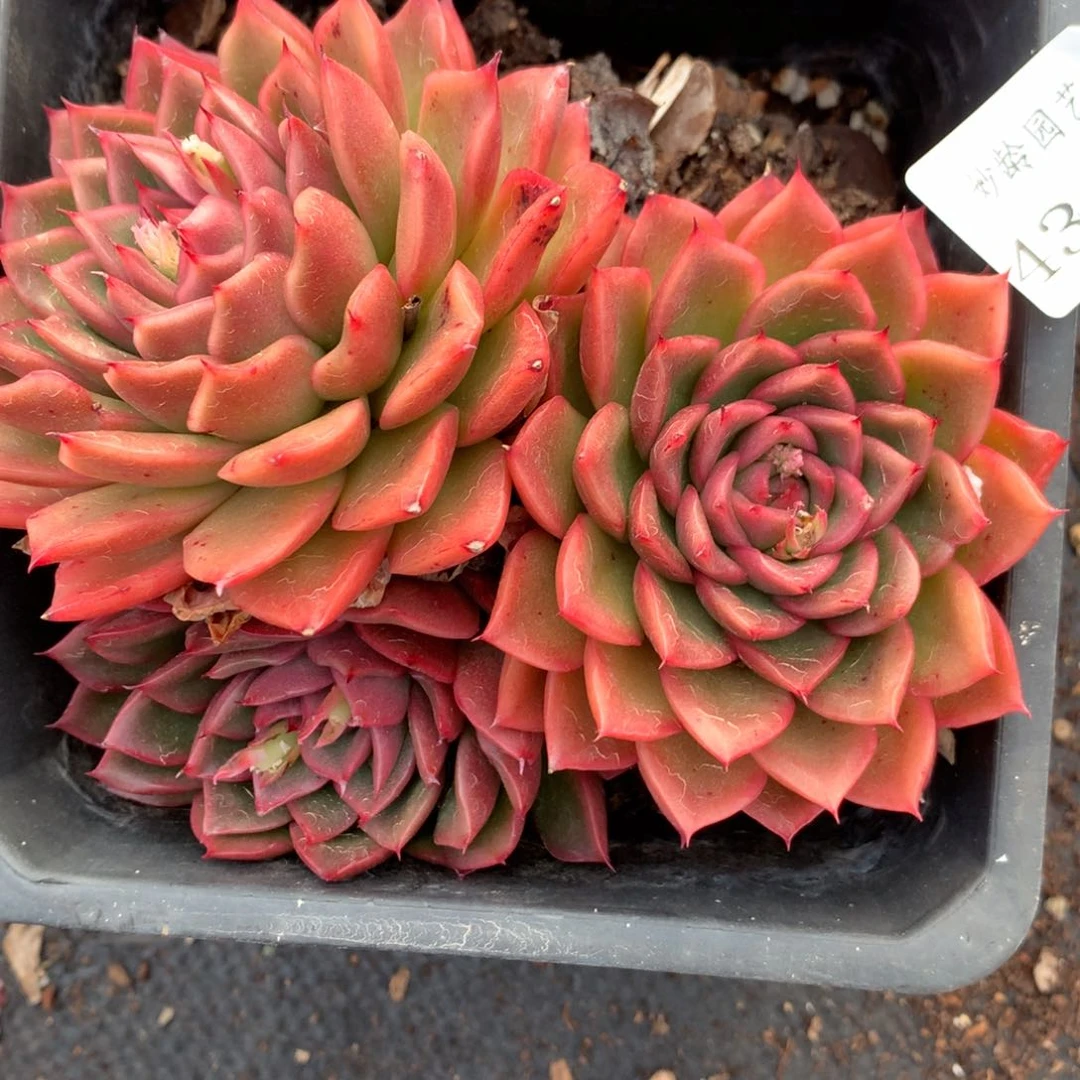 4355杂交多肉老桩