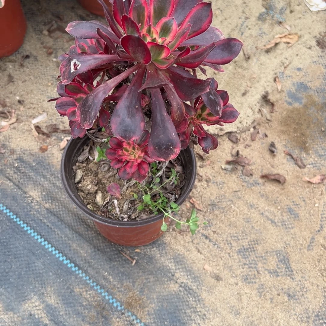 582香内儿多肉植物法师