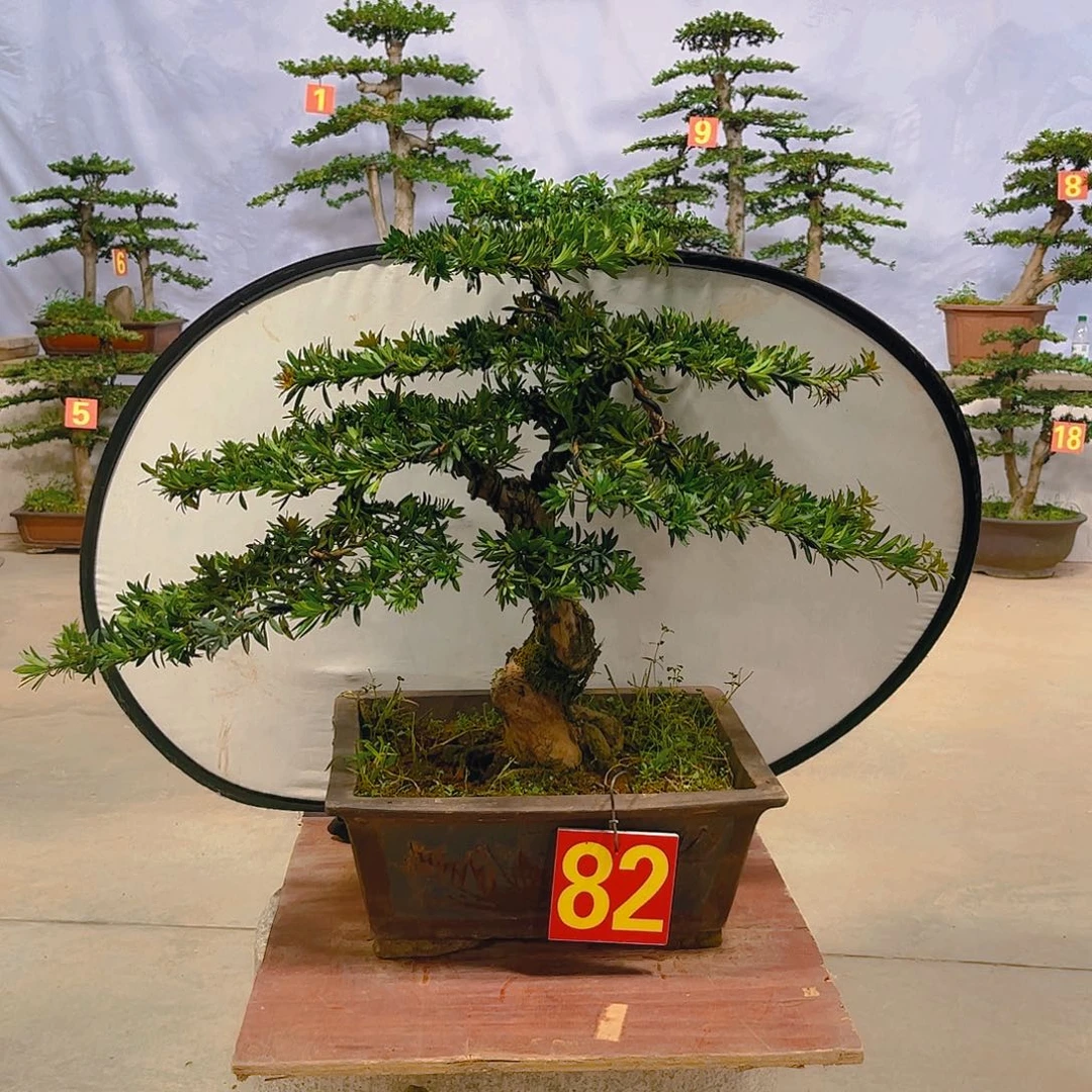 无花朵牡*冯造型盆景罗汉松