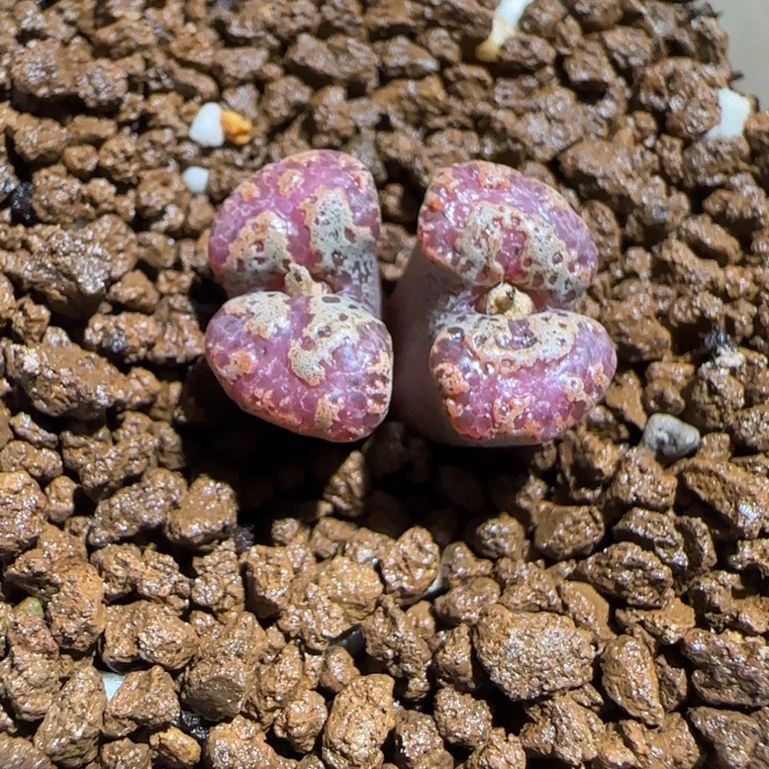 肉锥多肉植物组合-mro15、323