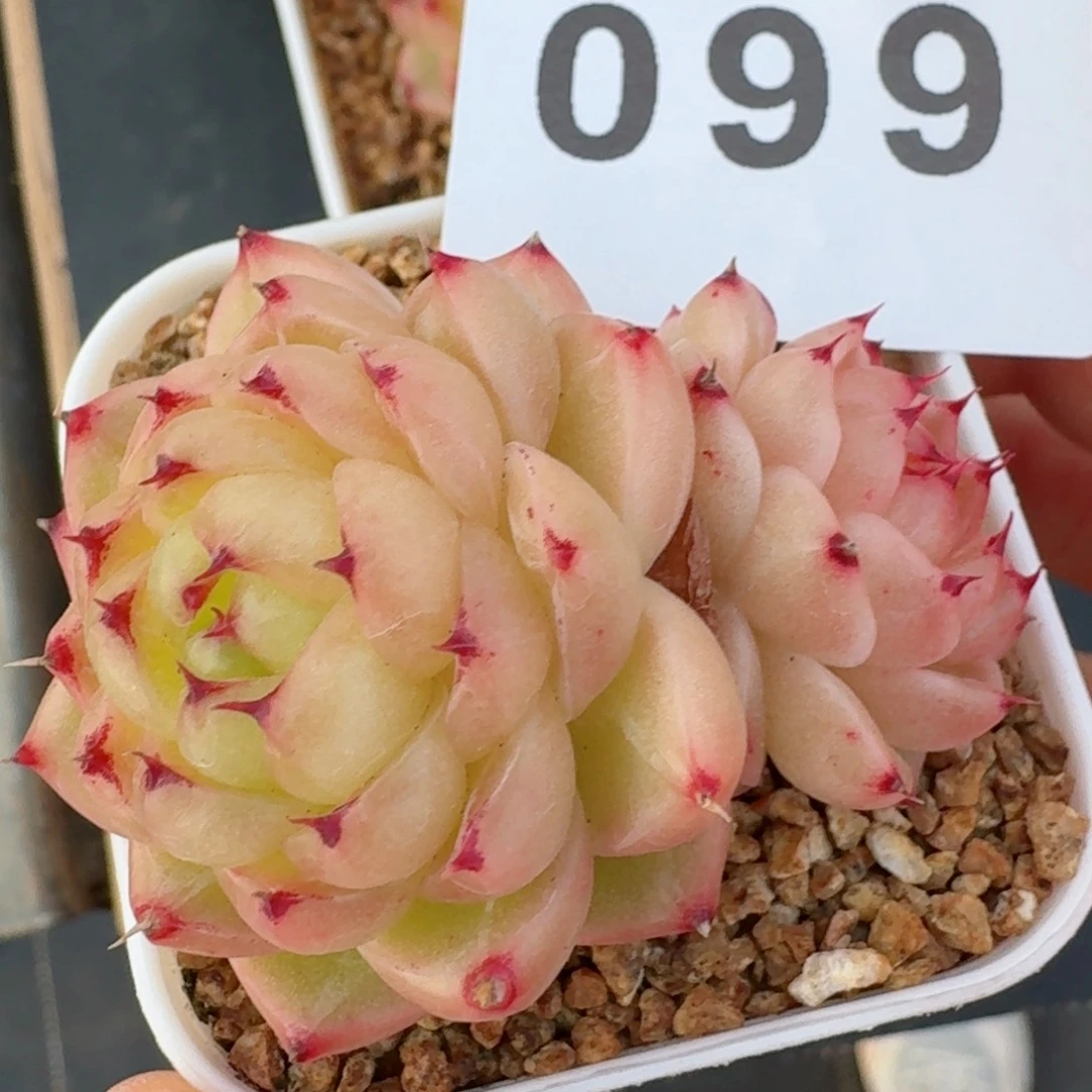 双头熊猫         精品多肉