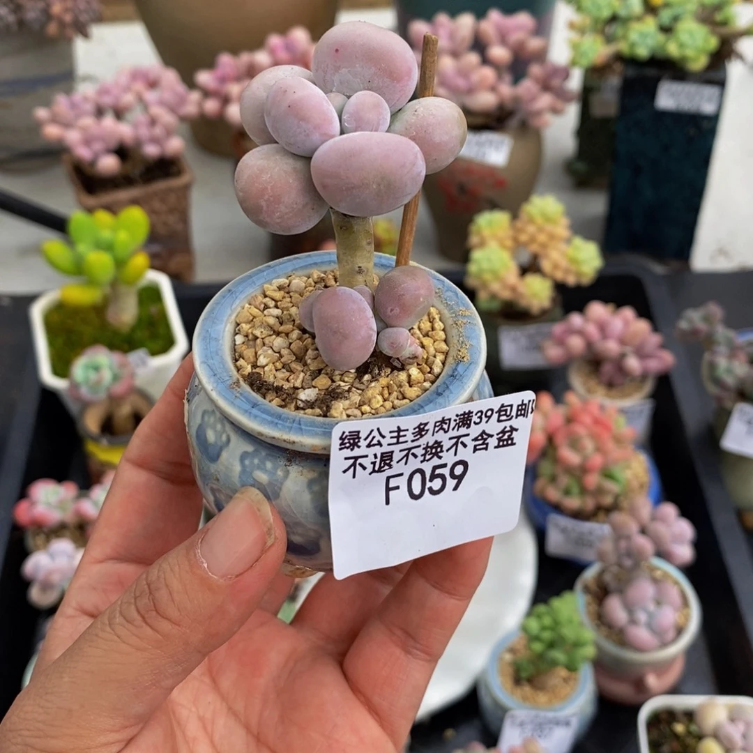 059芭比奶酪4cmdr