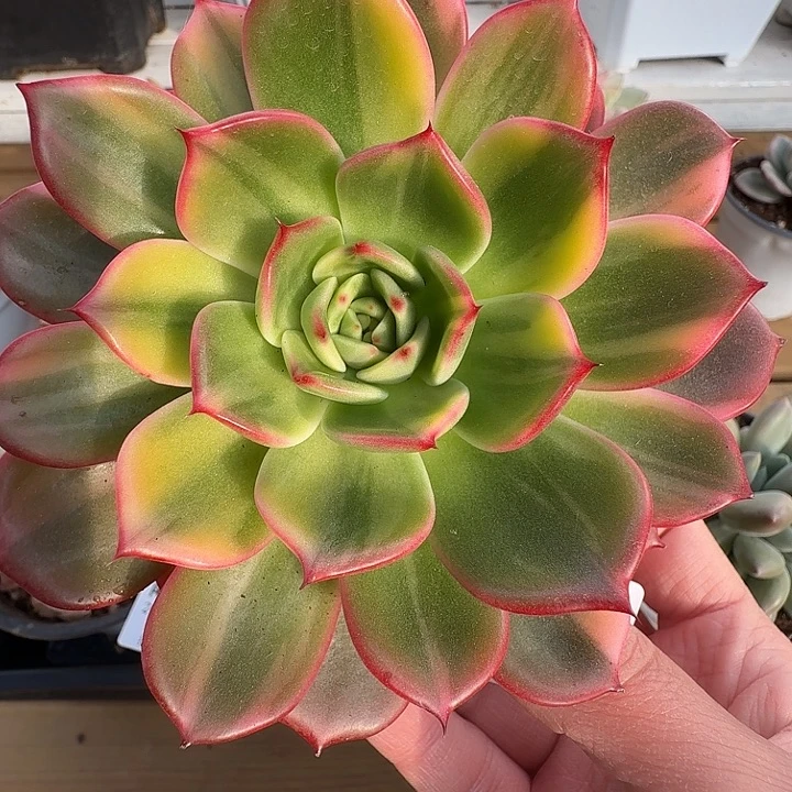 弗朗明戈锦11111129-67