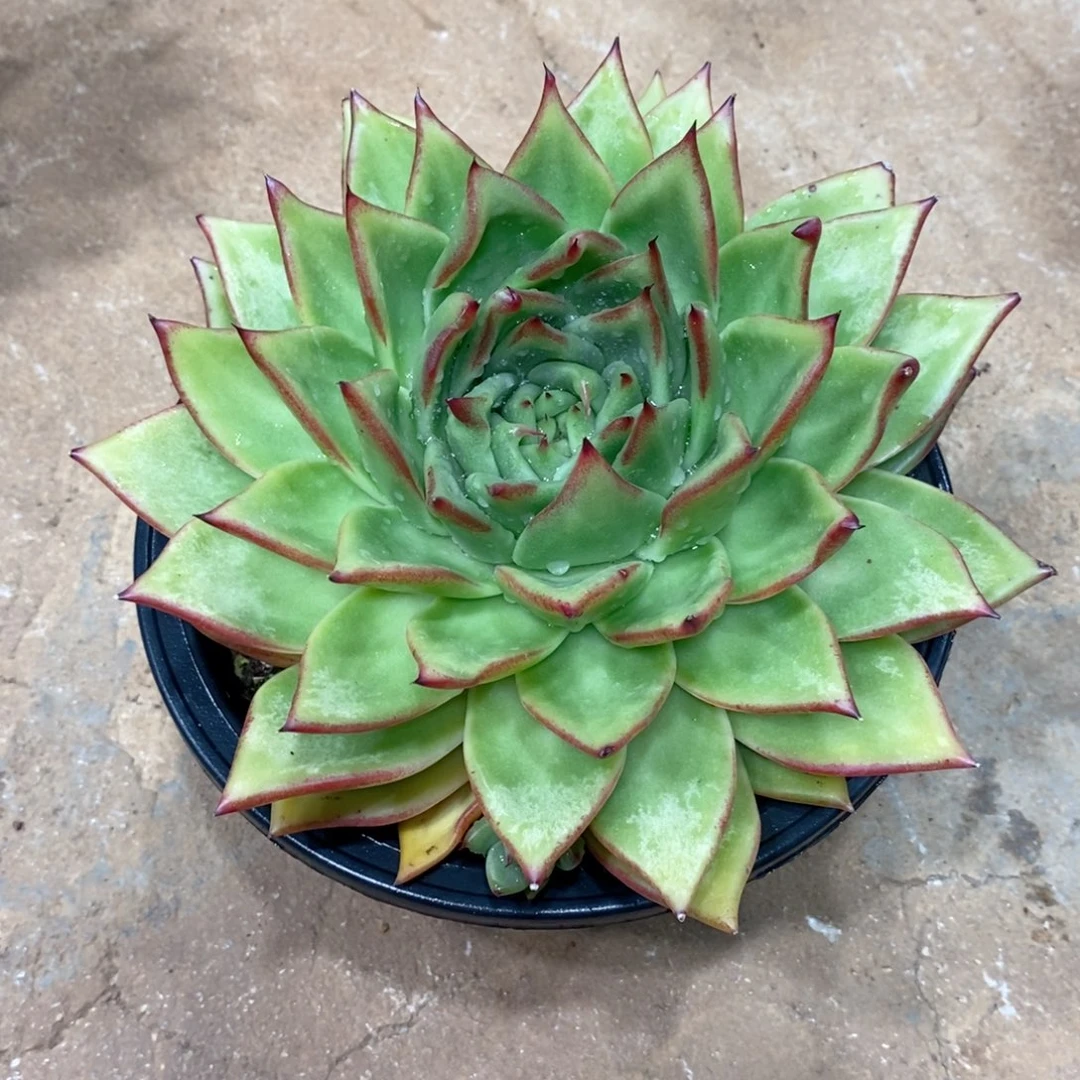 海****司福利特洛伊东云