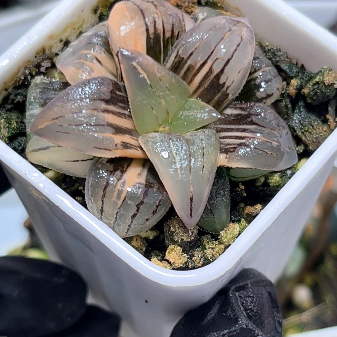 恭喜发财大吉大利0337