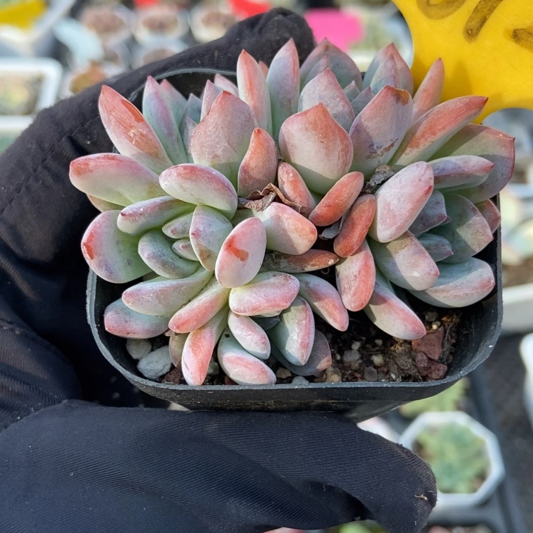 1612全明星多肉植物多肉