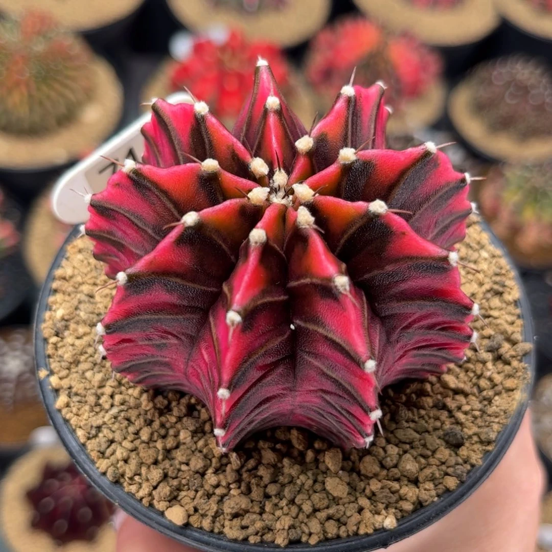 大漏 红黑肋骨锦 米哈肋骨锦