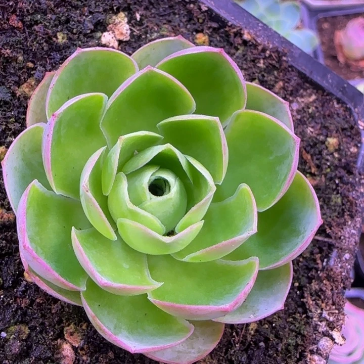 小****妮福利295365936866866985666