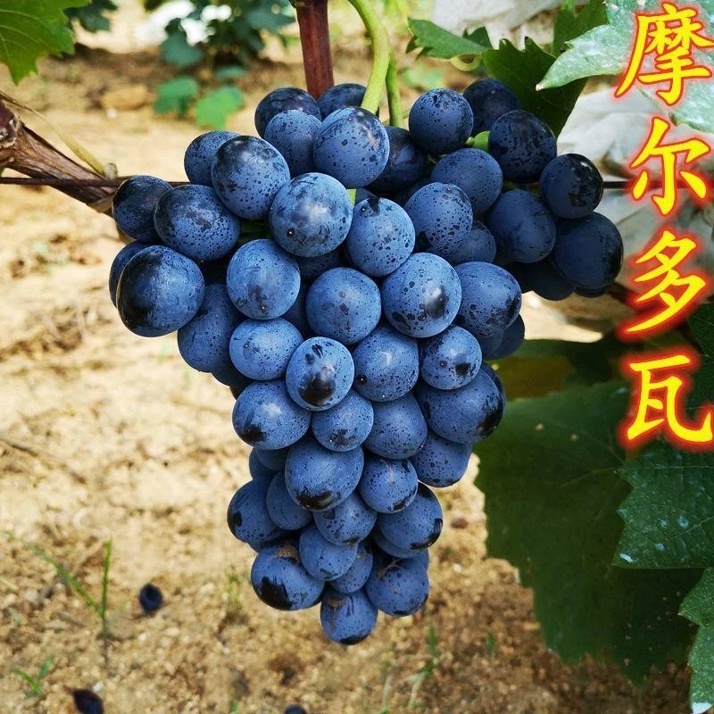 摩尔多瓦葡萄蓝莓葡萄盆栽地栽阳台庭院种植
