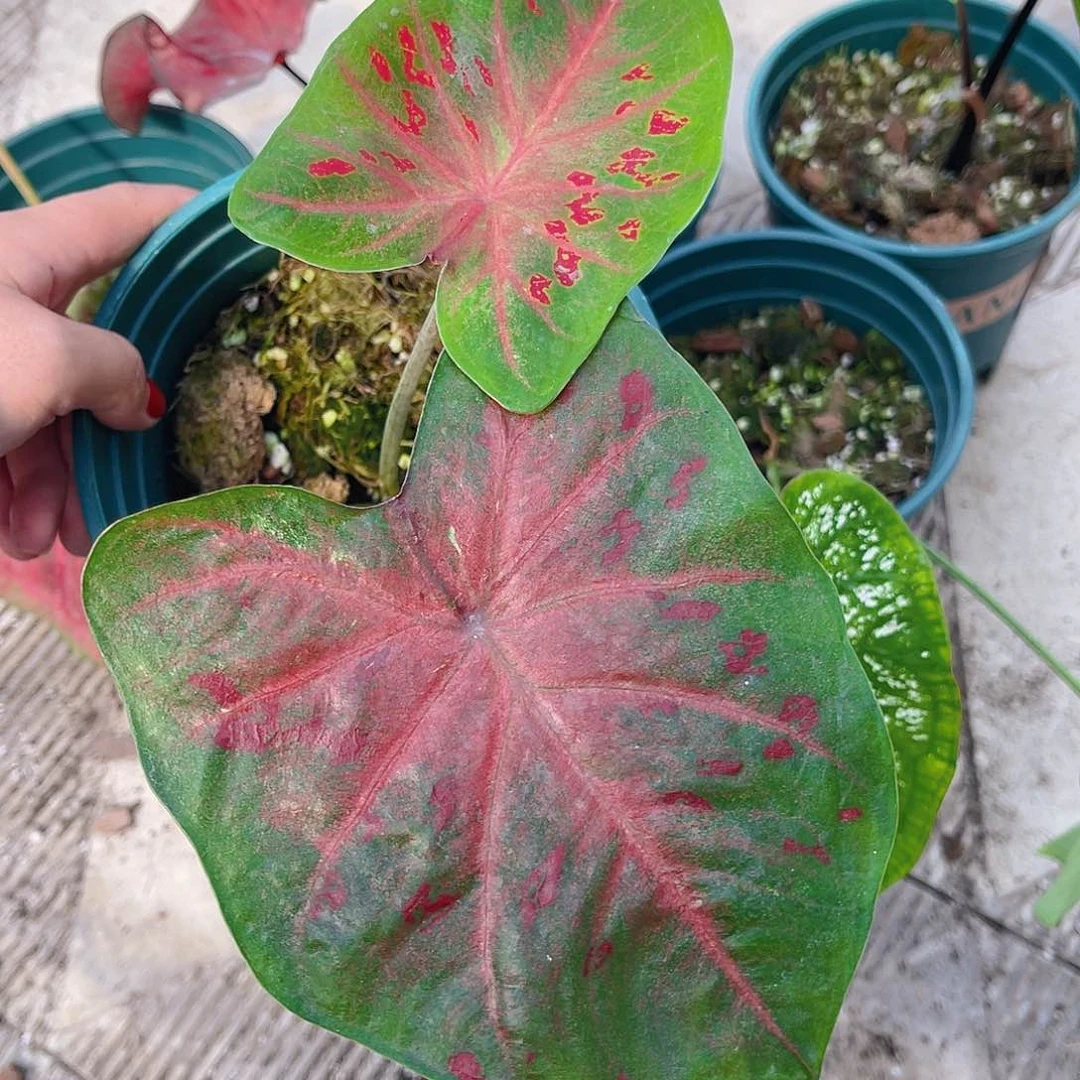 完全开放1963泰彩一物一拍