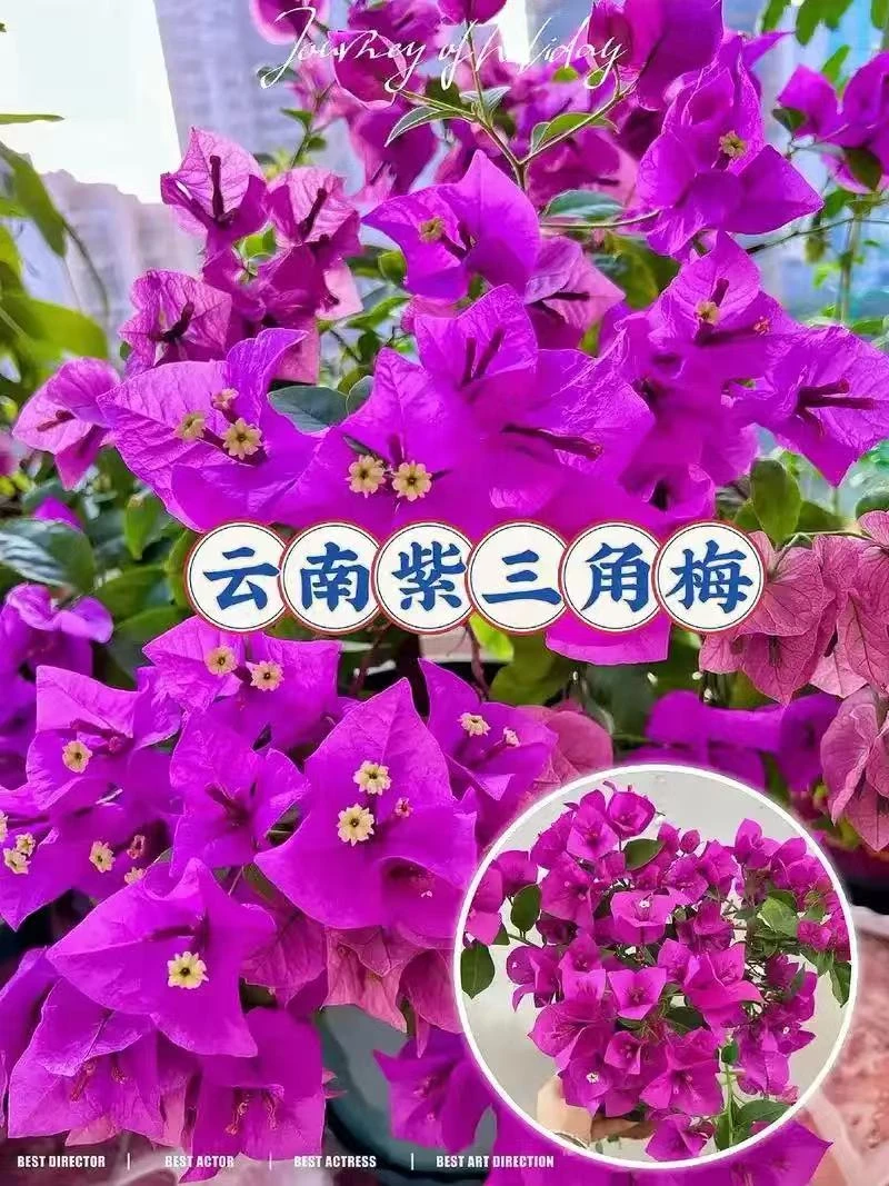C云南紫三角梅原盆原土发货【运输有掉花掉叶 介意慎拍】