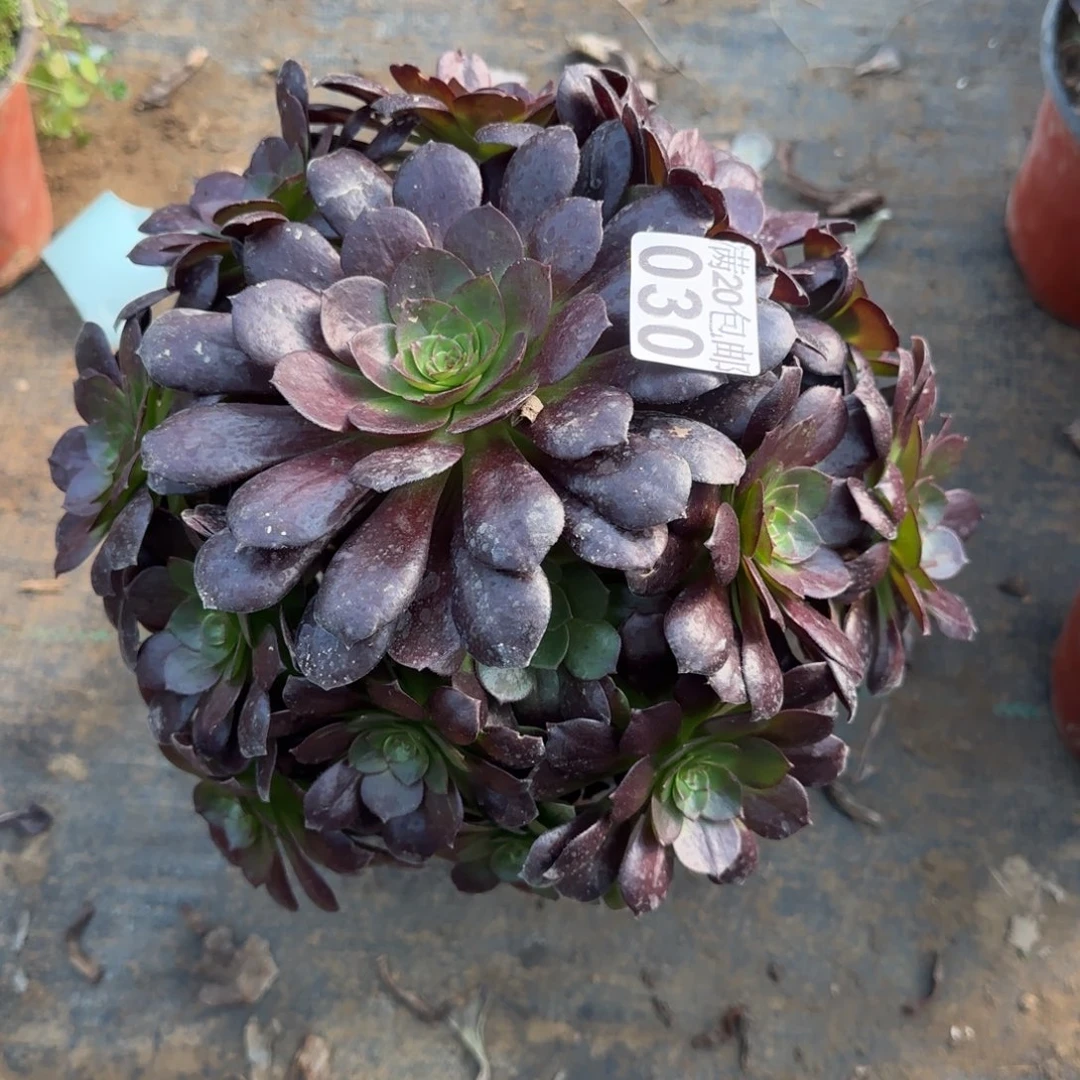 赤焰莲030满20包邮断枝不包