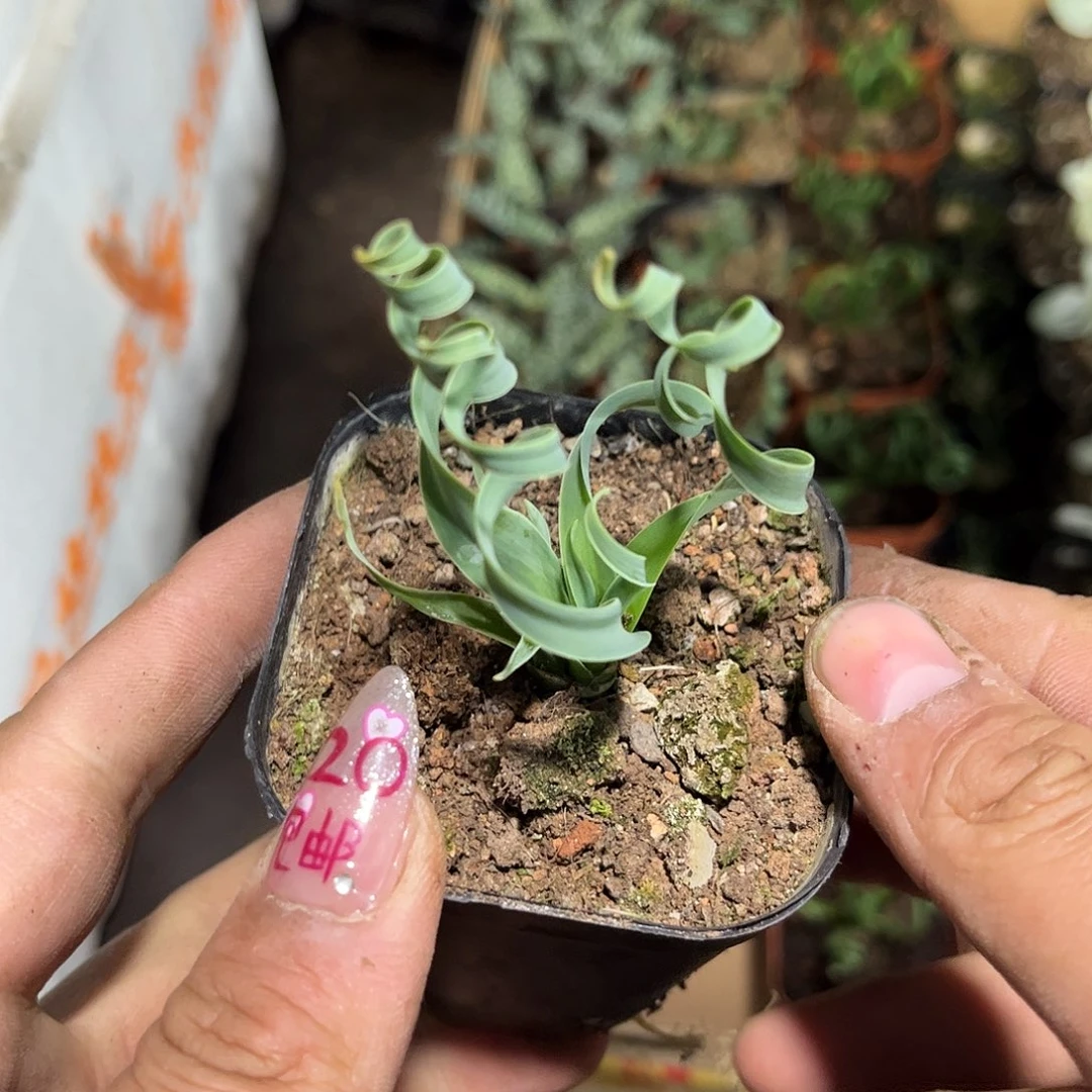 宽叶弹簧草单头发货有根