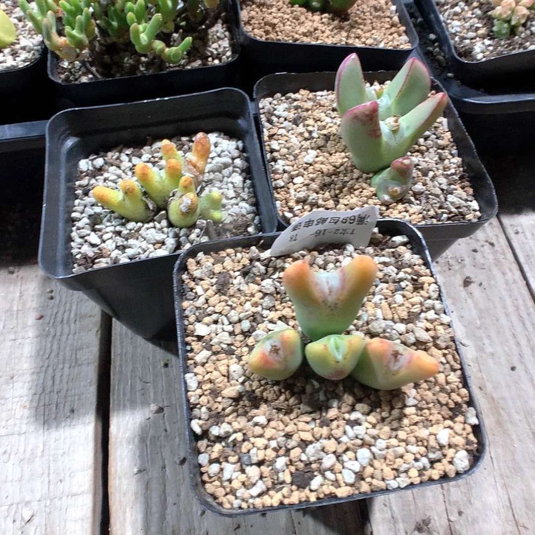 【闪购商品】2-16-78 组合3盆 88女王