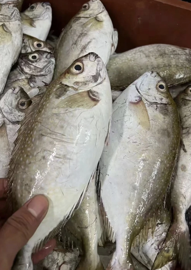 北部湾本港新鲜野生泥猛鱼