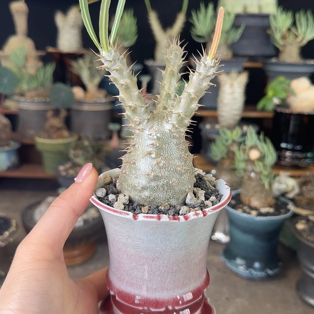 一物一拍实生象牙宫26