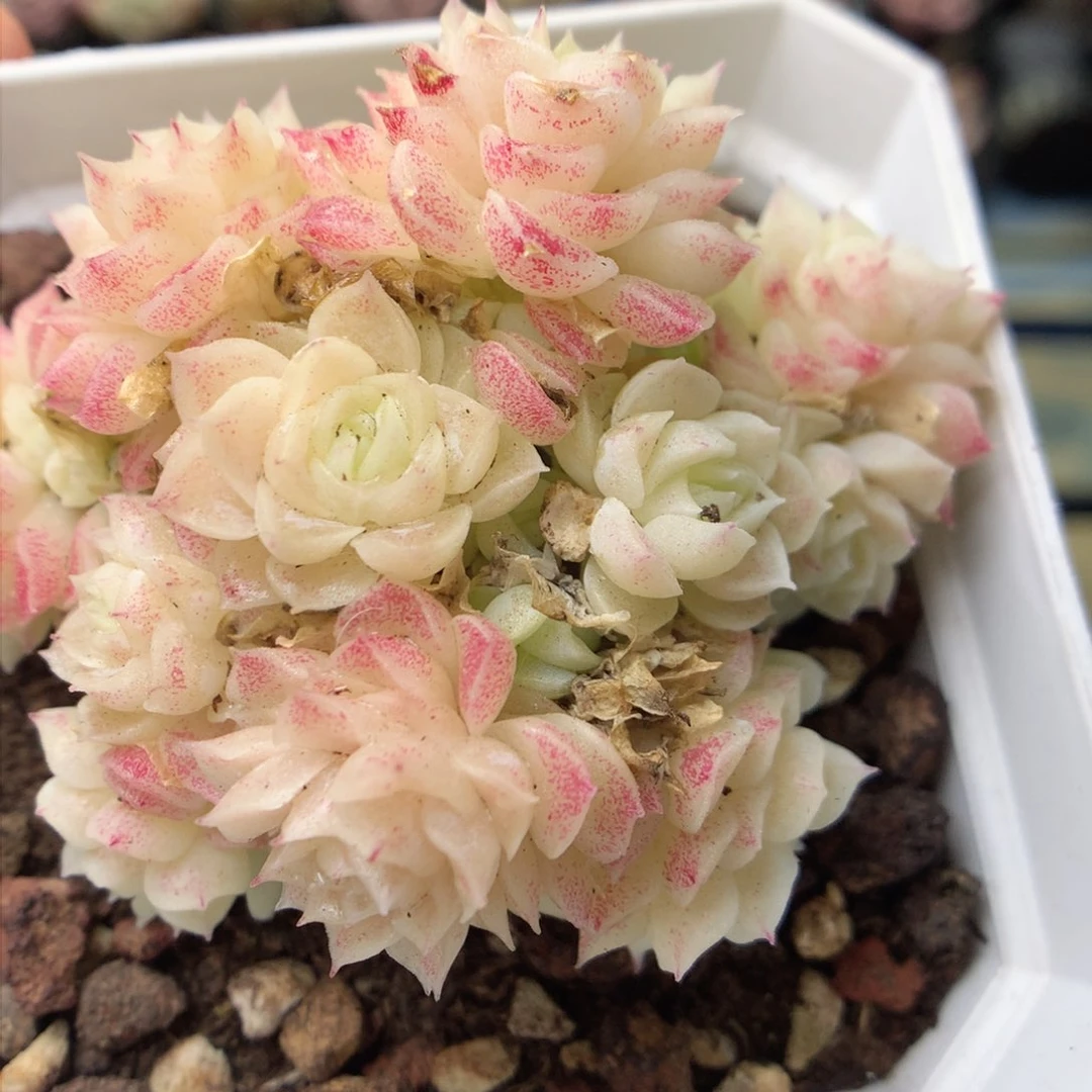 F163定繁编号A120 f