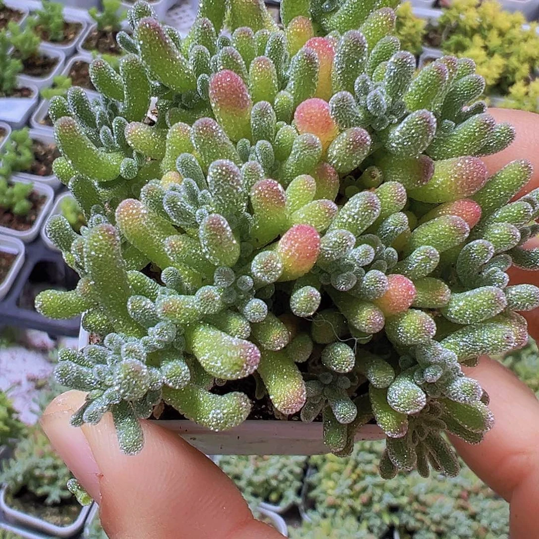 冰水晶19包邮多肉