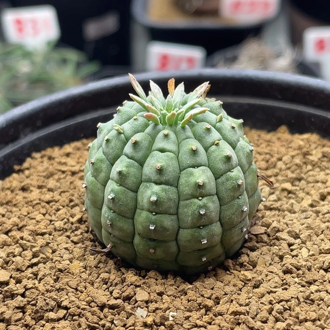 实生玉米尤群星冠大戟仙人球