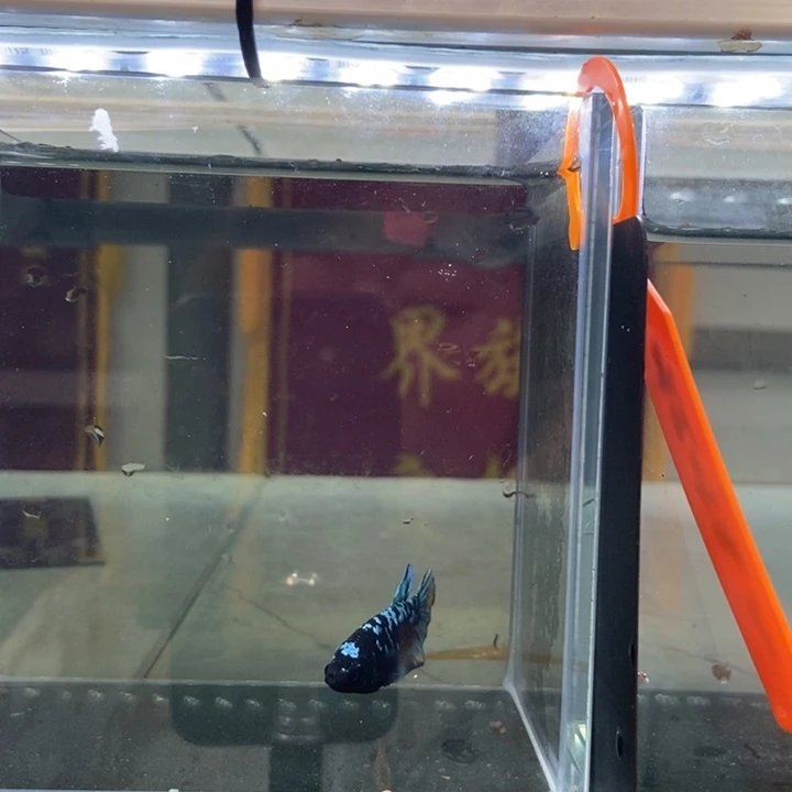 斗鱼所见即所得包活不包损201