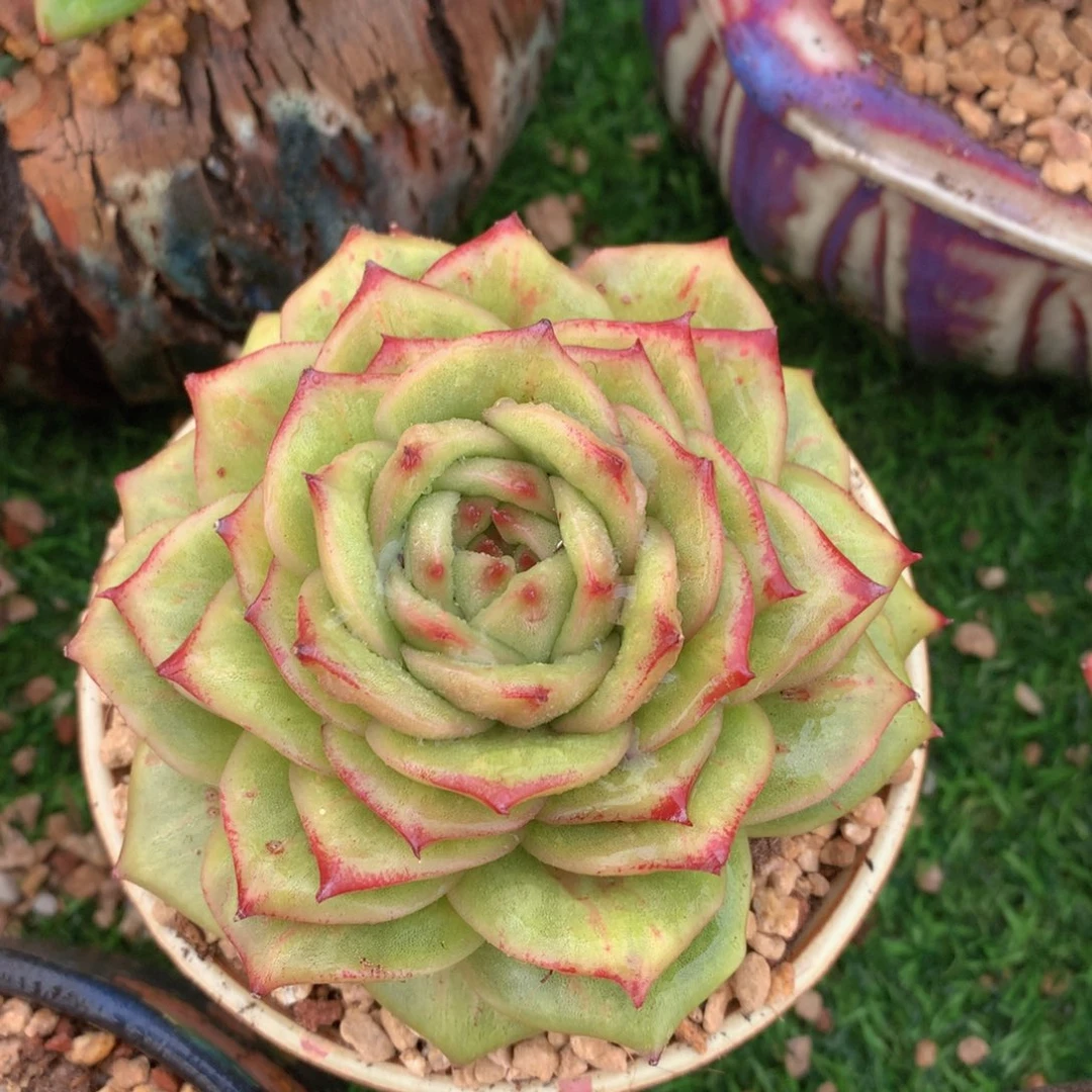 蔷薇锦11公分一物一拍