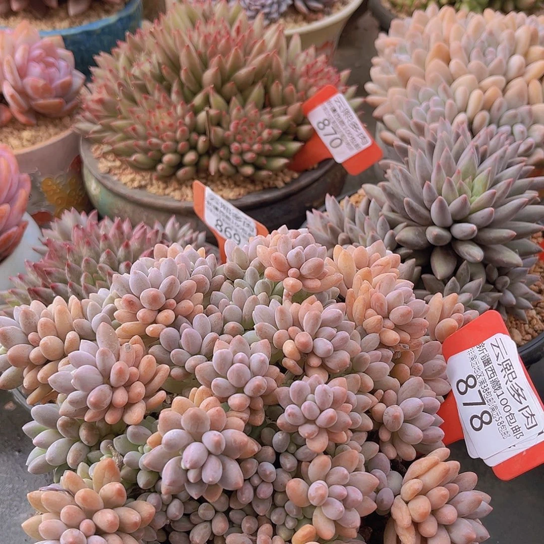 878星黛露多肉植物